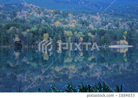 水面映射 樹木 原始森林 1884833