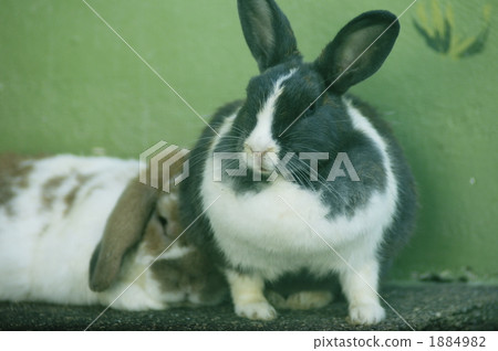 rabbit, year of the rabbit, chinese zodiac 1884982