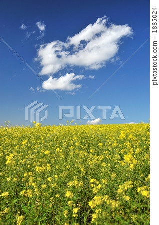 kigarashi花 植物 植物學 1885024