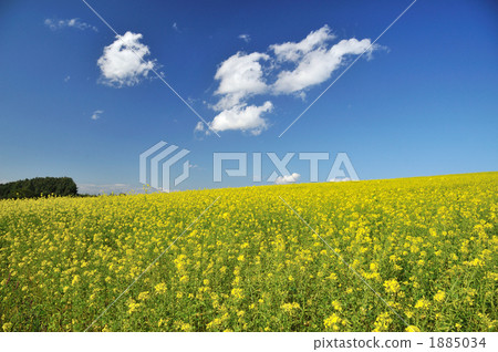 kigarashi花 自然 植物 1885034