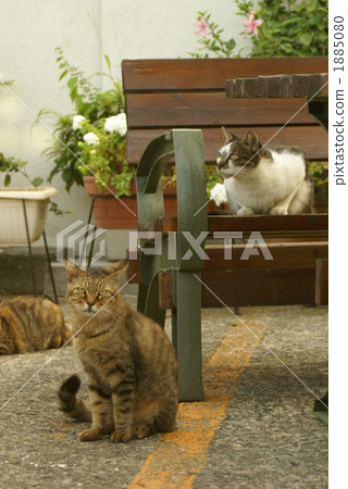 cat, pussy, relaxation 1885080