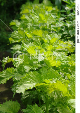 Aojirusho (large leaves) 1885082