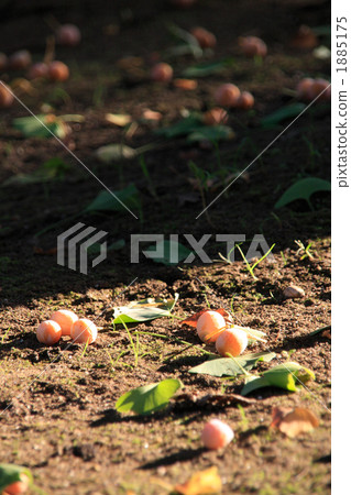 Ginnan在秋天秋天秋天 1885175