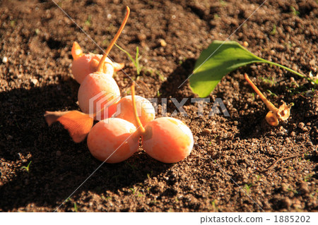 在秋天傾斜起來 1885202