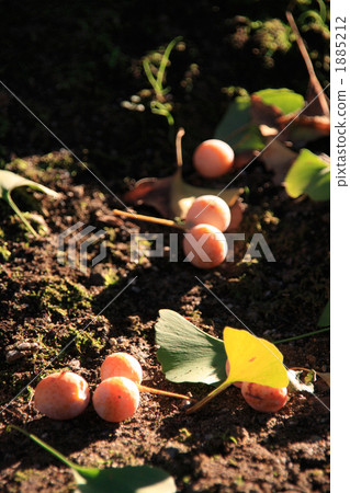 Ginnan in fall fall of autumn 1885212