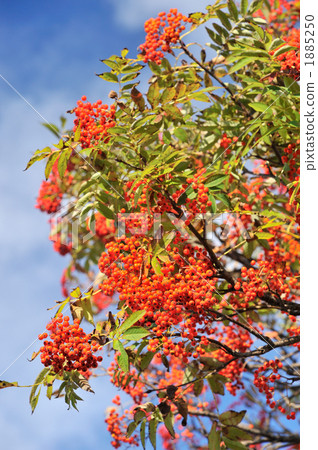 rowan, red berry, rowanberry 1885250