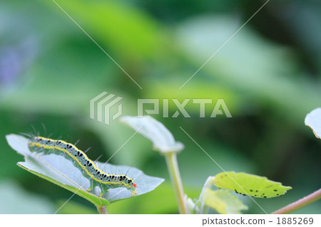 Caterpillar on Fuyo flowers 1885269