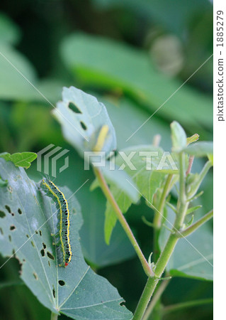 Caterpillar on Fuyo flowers 1885279