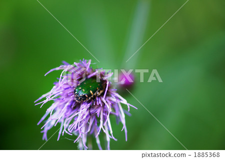 鯨科 鯨科 1885368