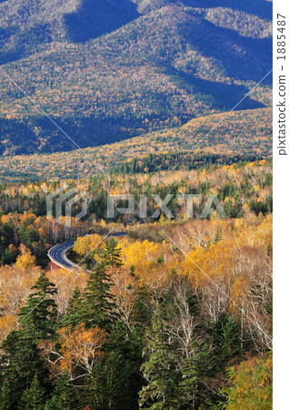 forest, nature, natural 1885487