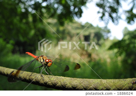 Red dragonfly ~ Risuakane 1886024