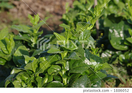 Growing up Tsurumurasaki 1886052