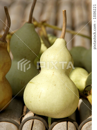 Sennari Gourd 1886221