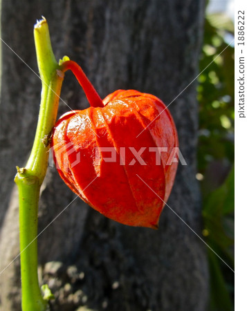 成熟的光 1886222