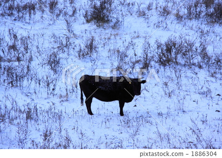 Wagyu in snow Wagyu in snow 1886304