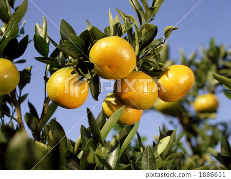 satsuma mandarin orange, citrus fruits, mandarin orange 1886611