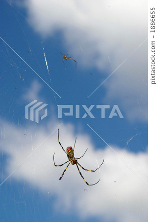 Blue sky and spider Blue sky and spider 1886655