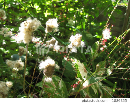 Fluff of fluffy autumn bamboo chrysanthemum 1886835