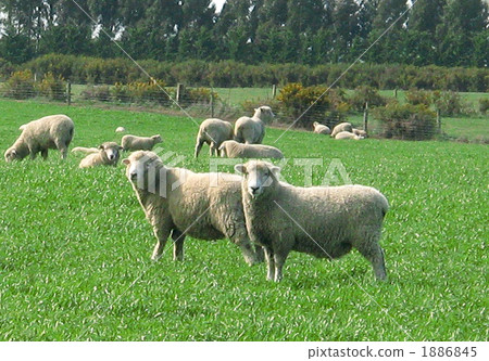 一隻羊 一隻羊 1886845