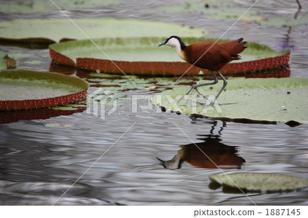 Africa Lenkaku and Oshonibasu Africa Lenkaku and Oshonibasu 1887145