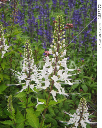 Cat fish cat's whisker 1887272