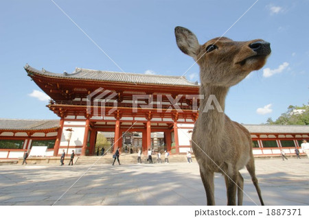 東大寺的鹿 東大寺的鹿 1887371