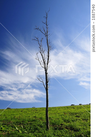 一棵樹在大草原 1887540
