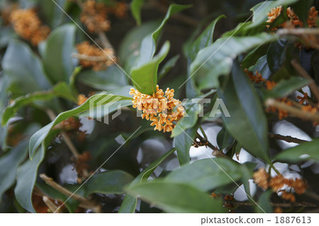 aroma, fragrant olive, october 1887613