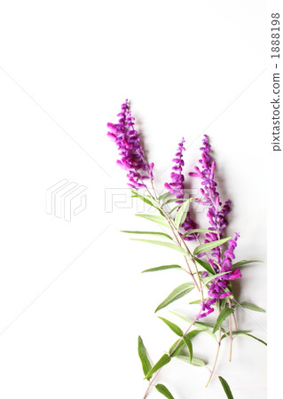 Amethyst Sage 1888198