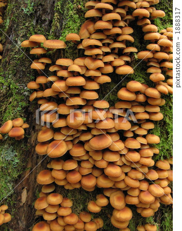 Kuritake's community 1888317