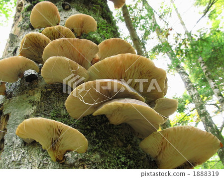 吉野熊野國家公園蘑菇的蘑菇 1888319
