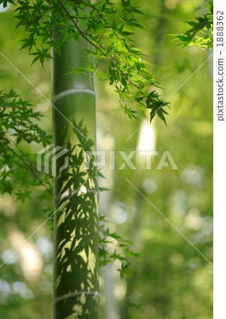 Momige的葉子的樹蔭作為綠色竹子 1888362