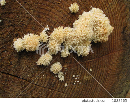 sangoharitake, edible mushroom, virgin forest 1888365