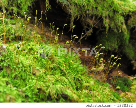 Sugi Gogo no Mori Sugi Gogo no Mori 1888382