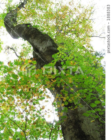 Otamekehara原始森林 1888383