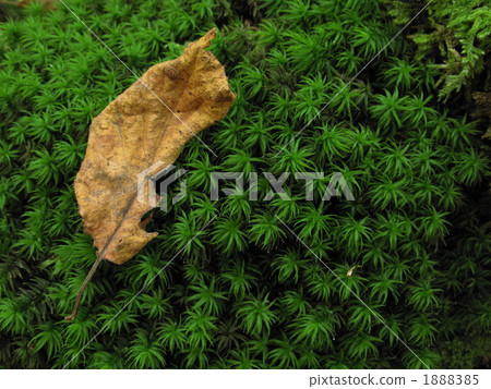 Autumn moss community Autumn moss community 1888385