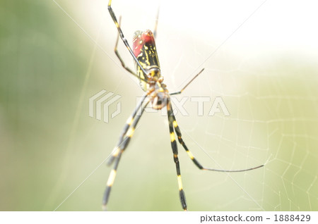 女孩蜘蛛 1888429