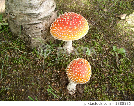 羊肚菌 毒蘑菇 蘑菇 1888585