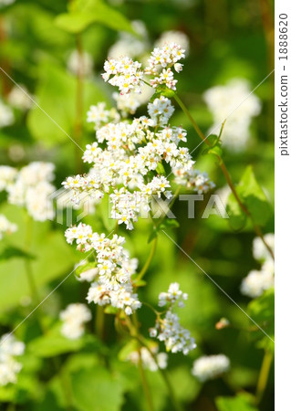 Echizen soba's flowers are in full bloom 1888620