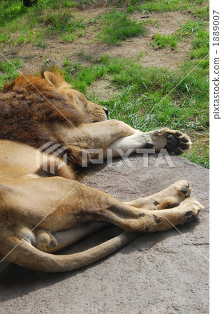 terrestrial animal, lion, panthera leo 1889007