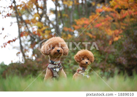 toy poodle, animal, animals 1889010