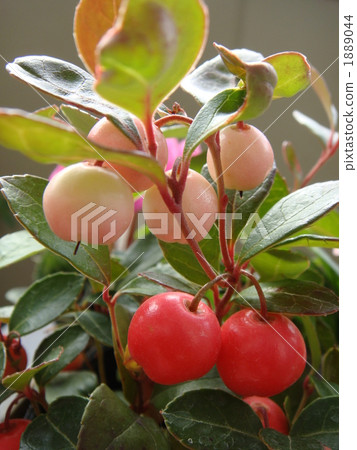 Checkered Berry 1889044
