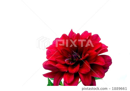 紅色大麗花 1889661