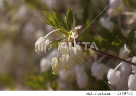 春天花杜鵑花 1889765
