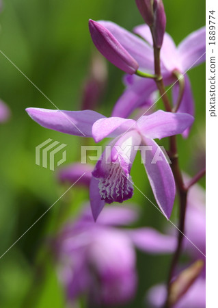 Spring flowers purple orchid flowers 1889774