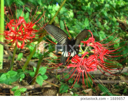 小丑和草本花卉 小丑和草本花卉 1889857