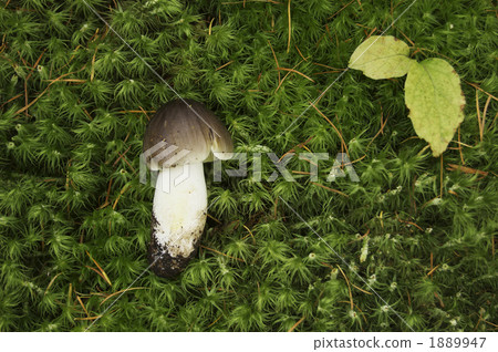 mushroom, mushrooms, grey 1889947