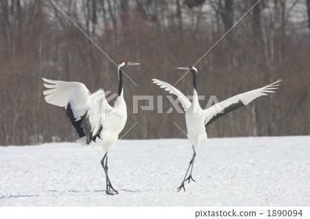 crane, cranes, japanese crane 1890094