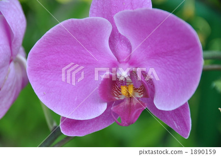 蘭花 1890159