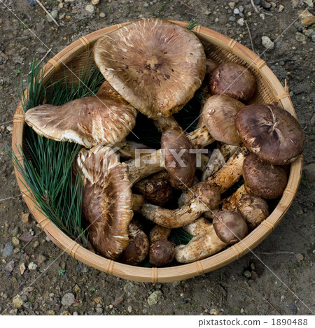 Shinshu-made mushroom 1890488